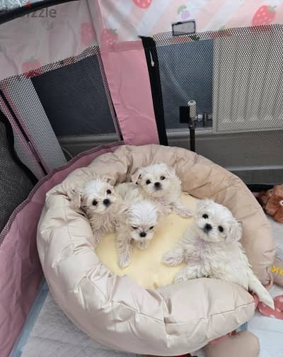 Maltese Puppies for Sale