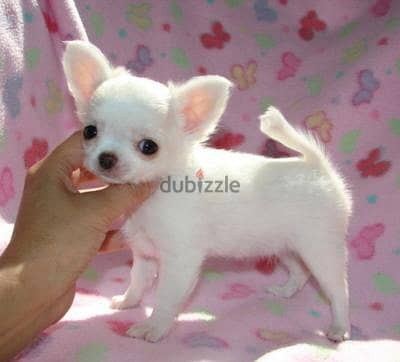 Whatsapp Me +966588993320 Chihuahua Puppies