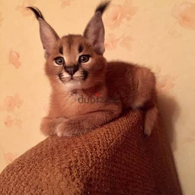 Caracal Kittens Available For Sale whatsapp{ +971552710169 }