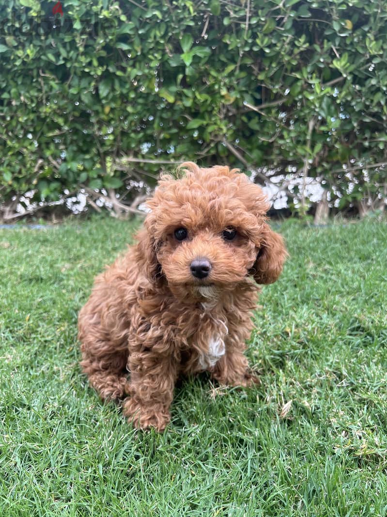 Toy Poodle 2