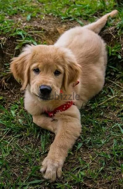 Whatsapp me +972553390216. Golden Retriever Puppies