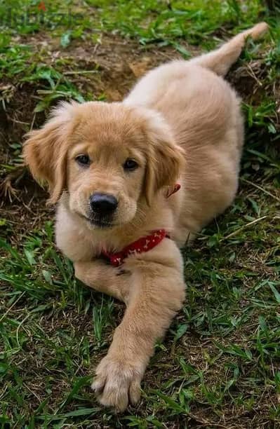 Whatsapp me +972553390216. Golden Retriever Puppies