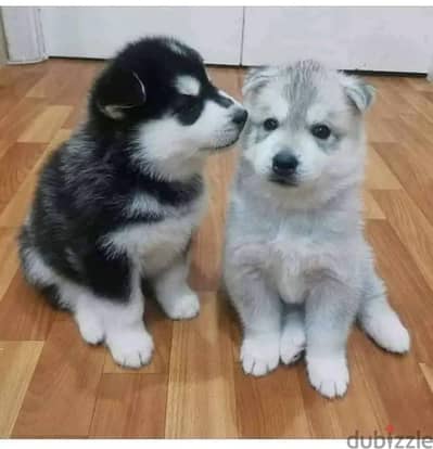 Whatsapp me +972553390216. Siberian Husky Puppies