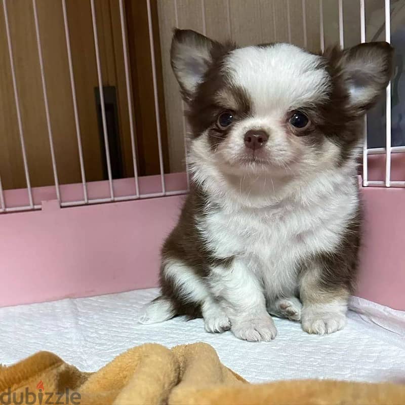 Whatsapp me +972553390216. Chihuahua Puppies 1