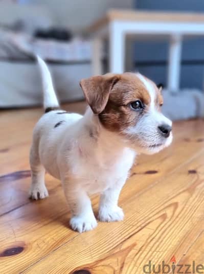 Whatsapp me +972553390216. Jack Russell Puppies