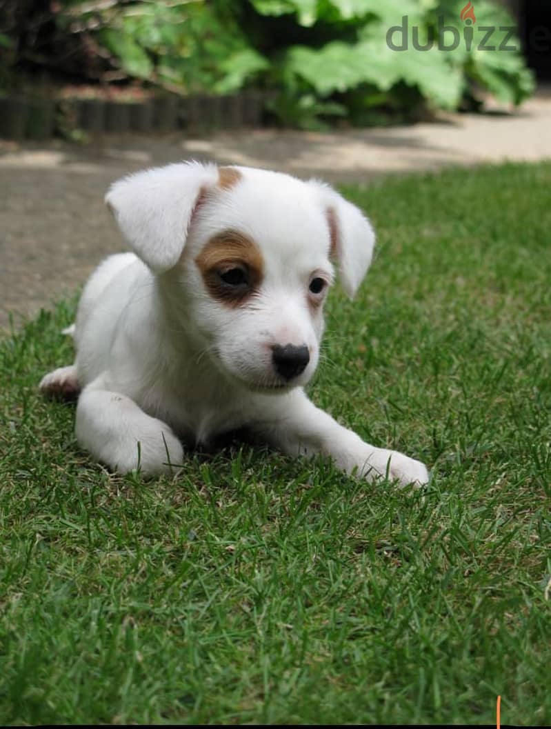 Whatsapp me +972553390216. Jack Russell Puppies 1