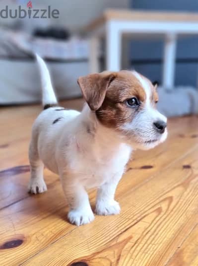 Whatsapp me +972553390216. Jack Russell Puppies