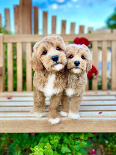 Whatsapp me +972553390216. Goldendoodle Puppies