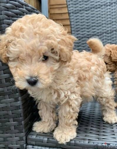 Whatsapp Me +972555074990 Toy Poodle Puppies 1