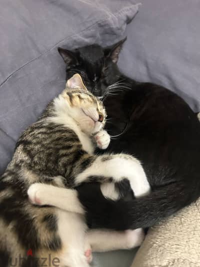 Two loving cats for adoption for FREE