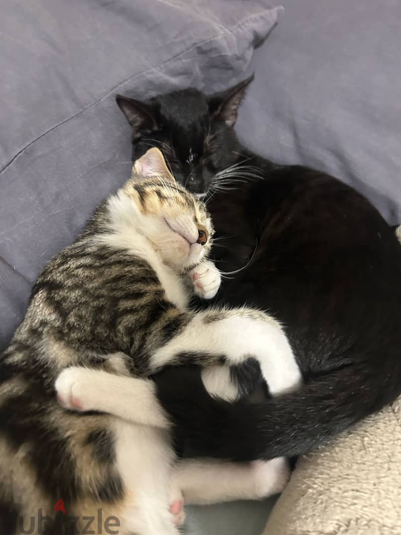 Two loving cats for adoption for FREE 0