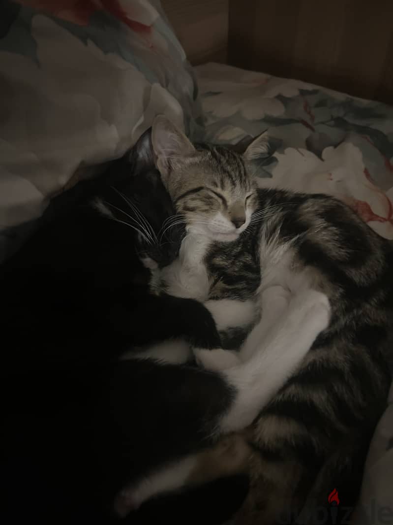 Two loving cats for adoption for FREE 11