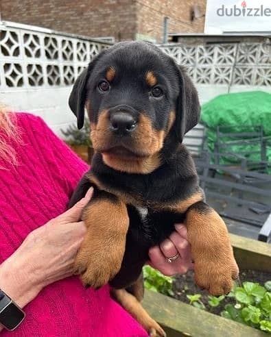 Whatsapp Me +966588993320 Rottweiler Puppies 1