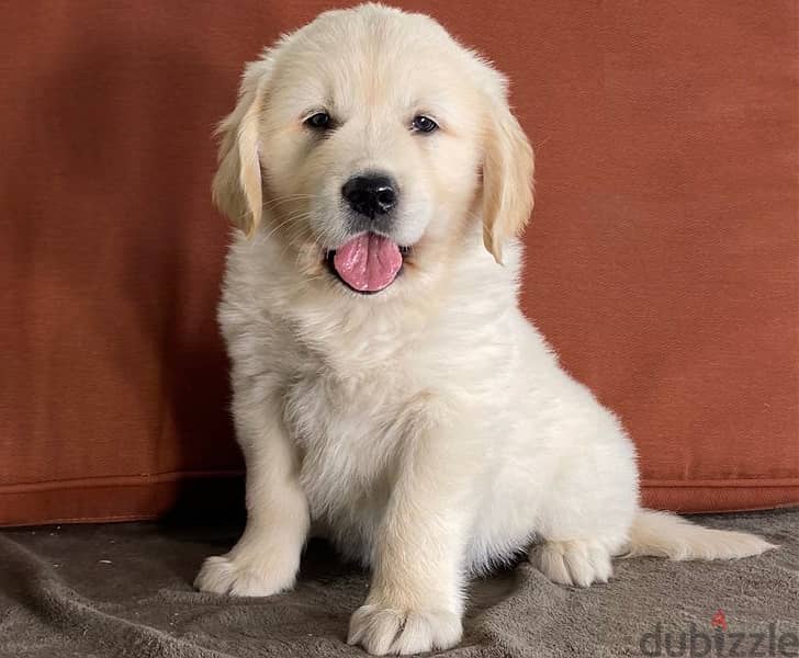 Whatsapp Me +966583921348 Golden Retriever Puppies 0