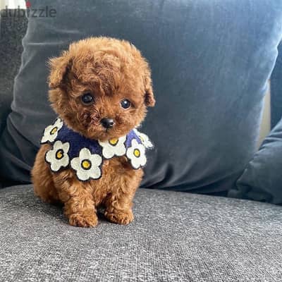 Poodle puppies available