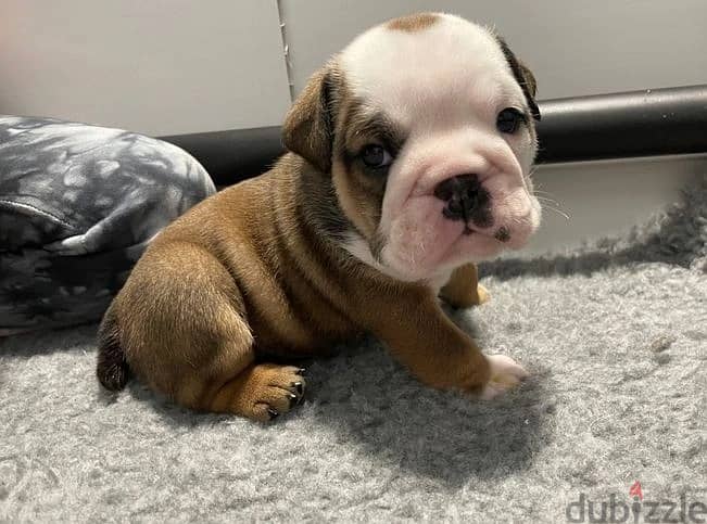 Whatsapp Me +966583921348 English Bulldog Puppies 1