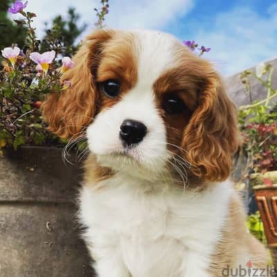 Cavalier King Charles Spaniel puppies