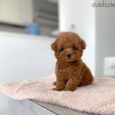 Lovely baby poodle puppies