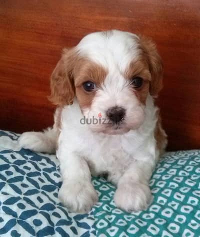 Whatsapp Me +966588993320 Cavachon Puppies