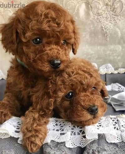 Poodle puppies