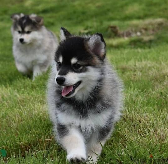 Whatsapp Me +966583921348 Pomsky Puppies 0