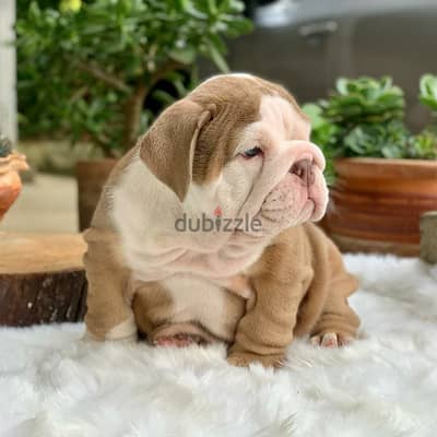 Lovely and beautiful English bulldog puppies