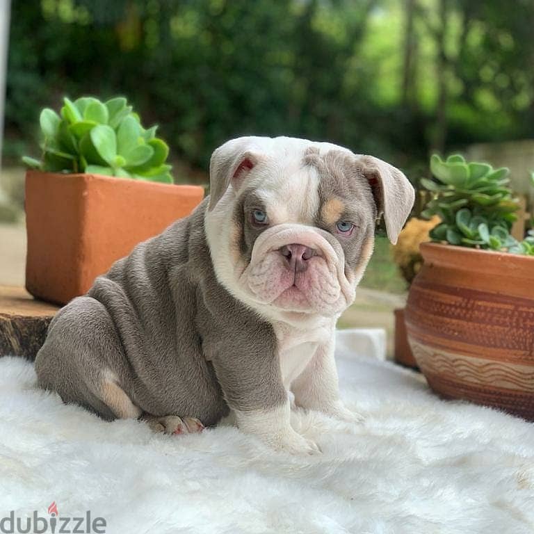 Lovely and beautiful English bulldog puppies 1