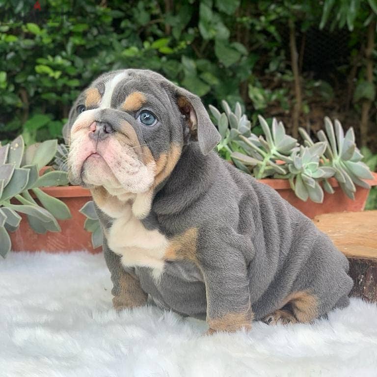 Lovely and beautiful English bulldog puppies 2