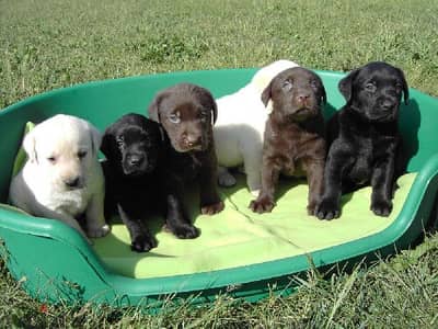 Labrador puppies in all colors.