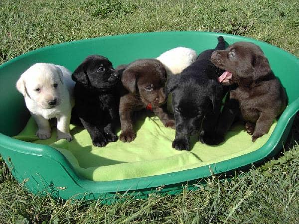 Labrador puppies in all colors. 1