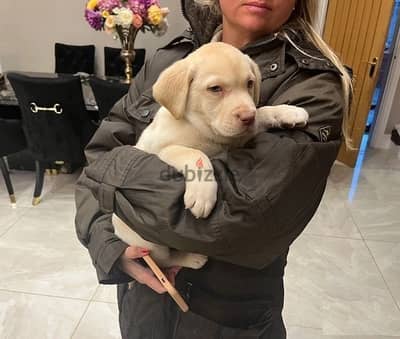 Whatsapp Me +972555074990 Labrador Puppies