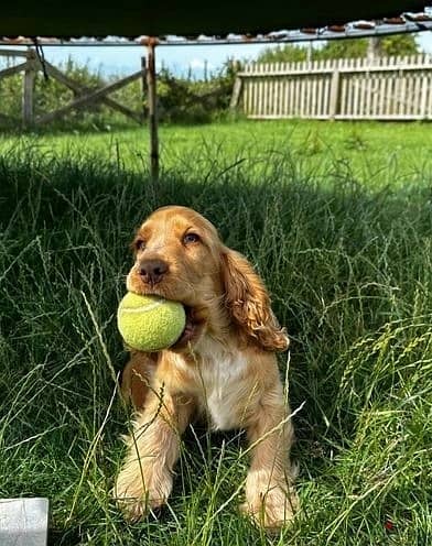 Whatsapp Me +966588993320 Cocker Spaniel Puppies 1