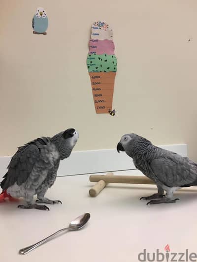 AFEICAN GREY PARROTS