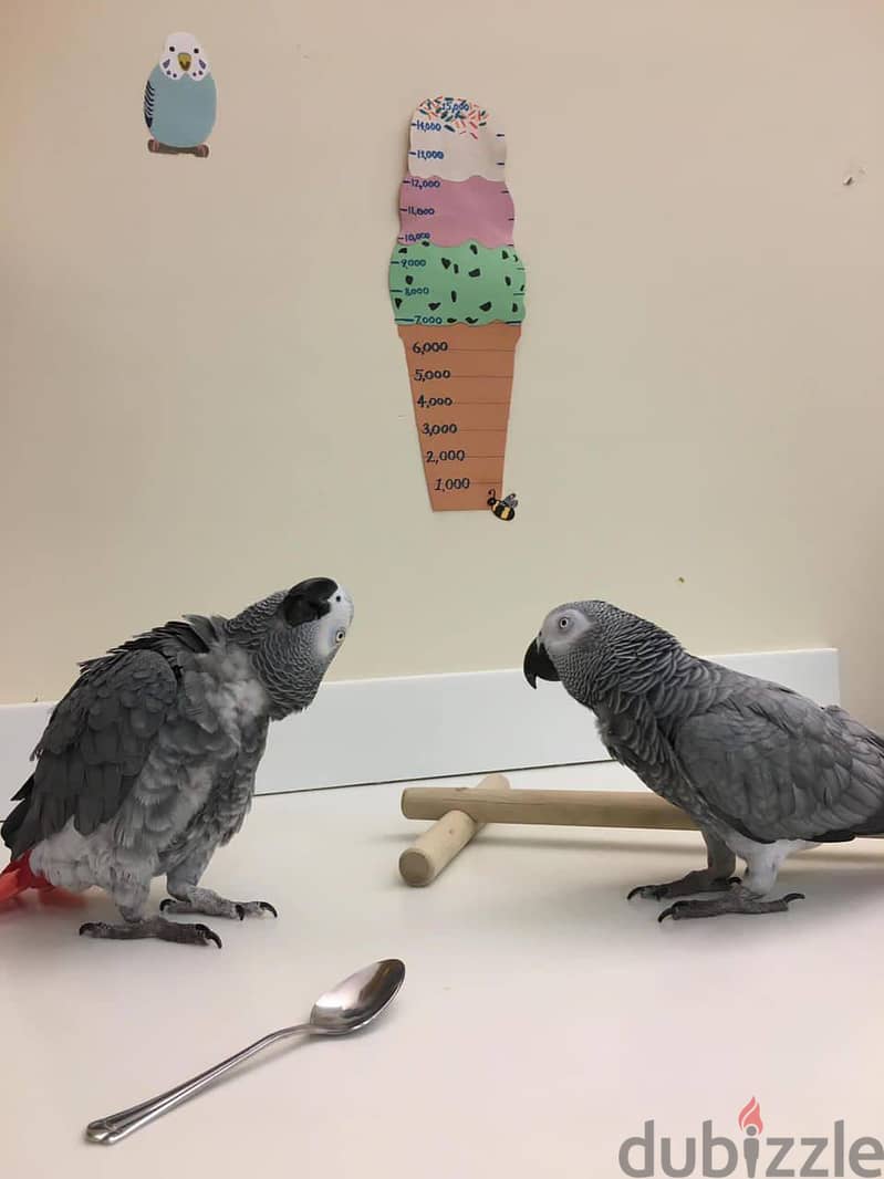 AFEICAN GREY PARROTS 0