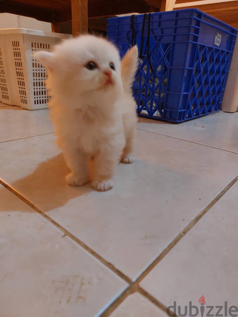 Persian kittens for sale 0