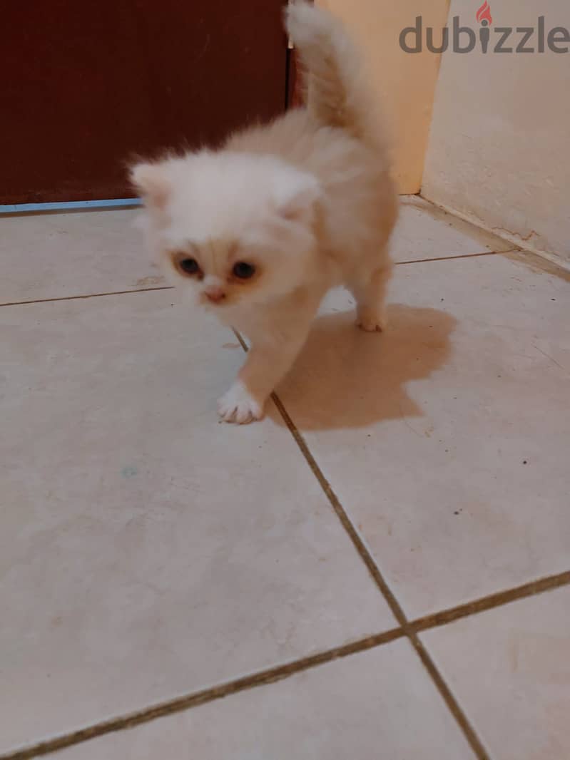 Persian kittens for sale 2