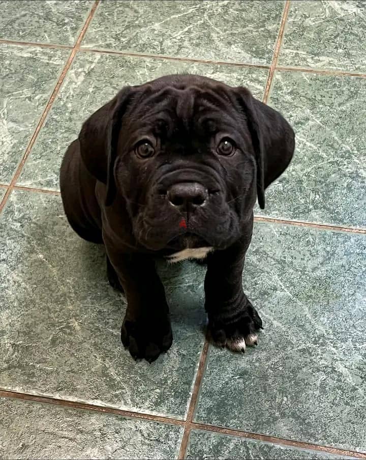 Whatsapp me +972553390216. Cane Corso Puppies 0