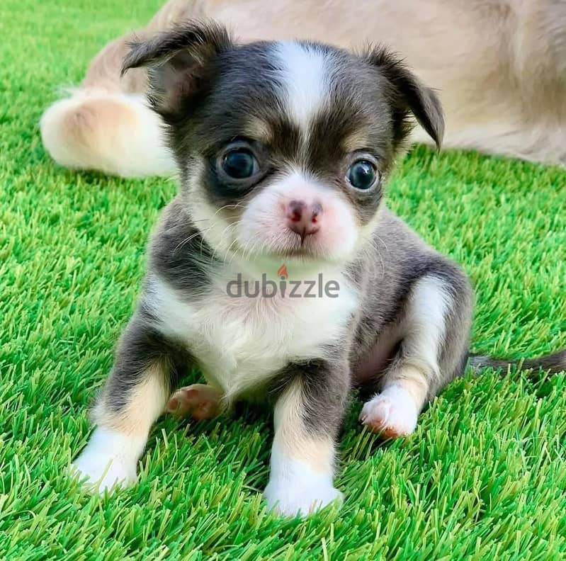 Whatsapp me +972553390216. Chihuahua Puppies 0