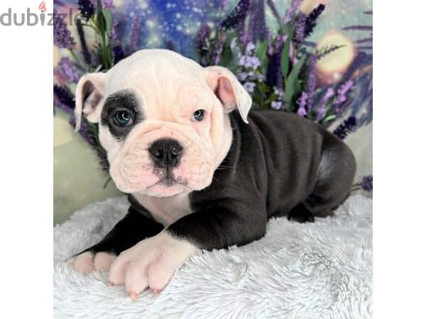 Whatsapp me +972553390216. English Bulldog Puppies 0