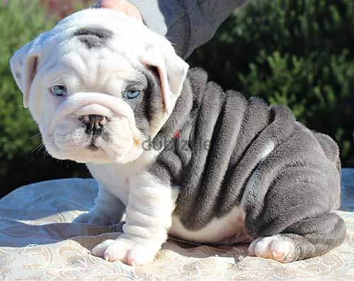 Whatsapp me +972553390216. English Bulldog Puppies 1