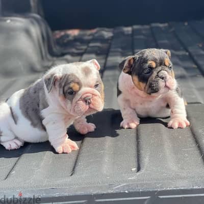 English bulldog puppies available