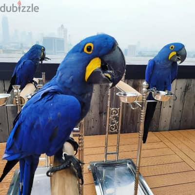 Whatsapp Me +966583921348 Hyacinth Macaws