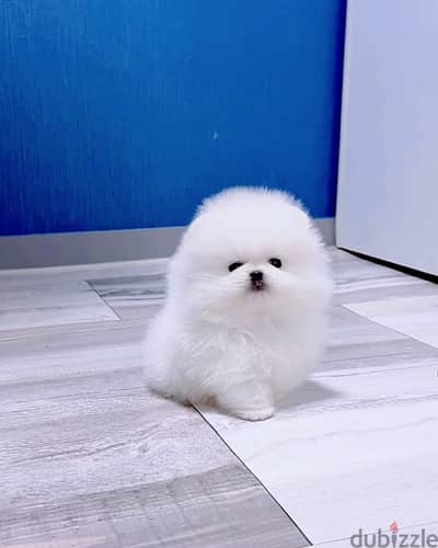 Pomeranian// Whatsapp +97455792932