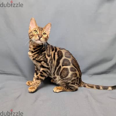 Bengal kitten// Whatsapp +97455937699