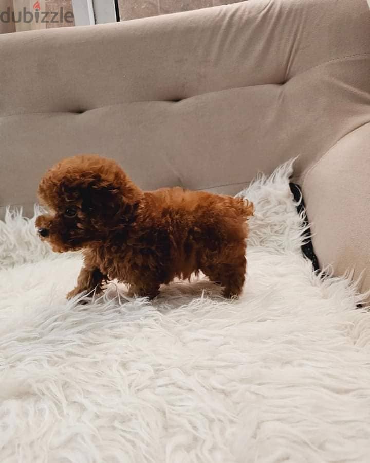 Whatsapp Me +972555074990 Toy Poodle Puppies 1