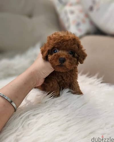 Whatsapp Me +972555074990 Toy Poodle Puppies