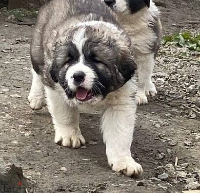 Whatsapp Me +966588993320 Caucasian Shepherd Puppies 1