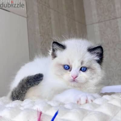 Ragdoll Kitten