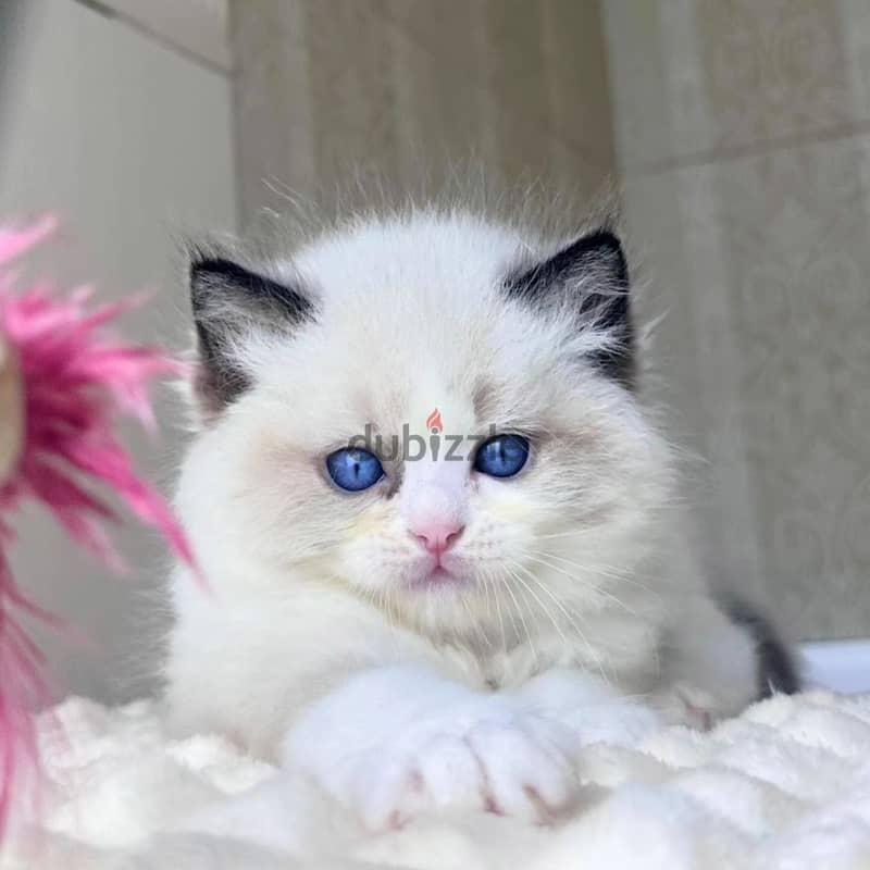 Ragdoll Kitten 1