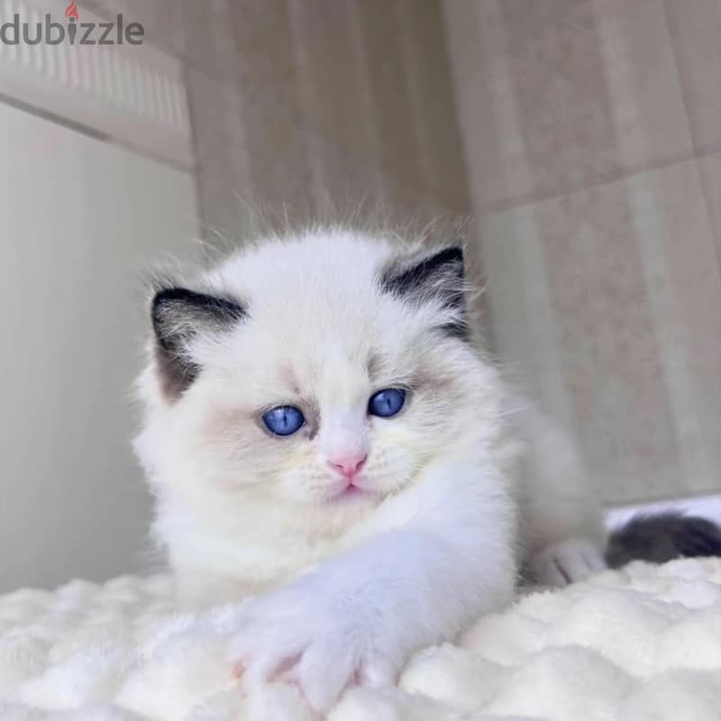 Ragdoll Kitten 2